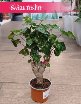 Polyscias Green Lemon kup w sklepie w Krakowie lub z dostawą online, Aralia Green Lemon