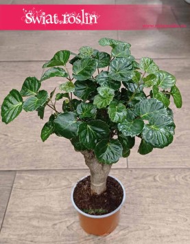 Polyscias Green Lemon modne bonzai do kupienia w sklepie internetowym online z dostawą, Aralia Green Lemon