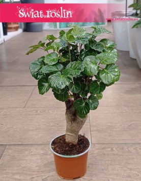 Polyscias Green Lemon najlepsza cena , Aralia Green Lemon do kupienia w sklepie internetowym z dostawą