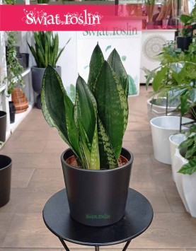 Sansevieria Silver Flame, Sansewieria Silver Flame, Sanaseweria Silver Flame najlepsza cena