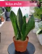 Sansevieria Silver Flame oczyszczająca powietrze roślina z dostawą do domu, Sansewieria Silver Flame