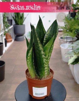 Sansevieria Silver Flame łatwa w uprawie roślina z dostawą, Sansewieria Silver Flame