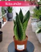 Sansevieria Silver Flame łatwa w uprawie roślina z dostawą, Sansewieria Silver Flame