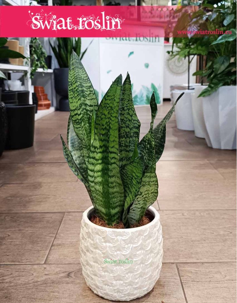 Sansevieria Zeylanica Compacta, Sansewiera Zeylanica Compacta