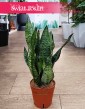 Sansevieria Zeylanica Compacta sklep onlinie i stacjonarny z roślinami doniczkowymi, Sansewiera Zeylanica Compacta