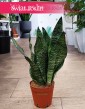Sansevieria Zeylanica Compacta do kupienia online lub internetowo z dostawą, Sansewiera Zeylanica Compacta