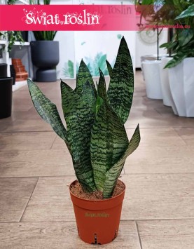 oczyszczająca powietze Sansevieria Zeylanica Compacta do kupienia w Krakowie lub online z dostawą, Sansewiera Zeylanica Compacta