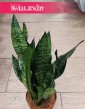 Sansevieria Zeylanica Compacta łatwa w uprawie odporna i oczyszczająca powietrze , Sansewiera Zeylanica Compacta