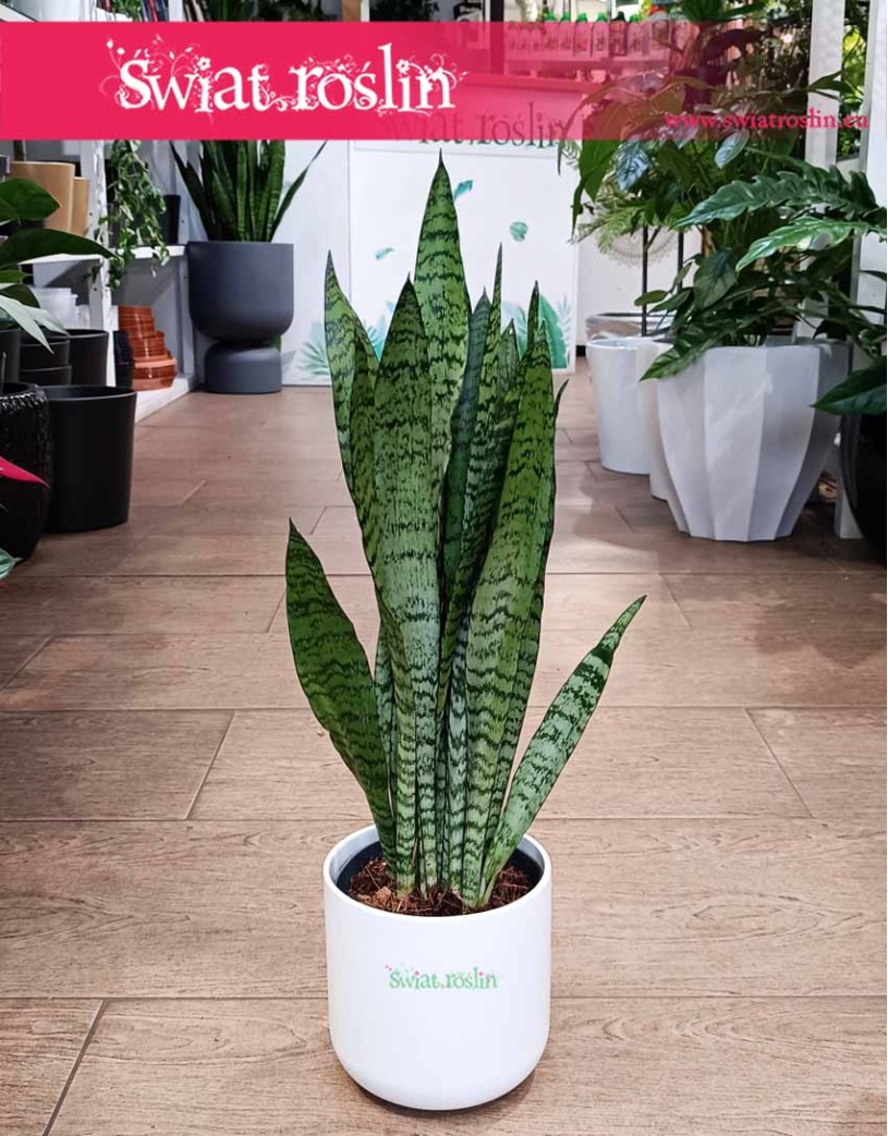 Mała Sansevieria Zeylanica, mała Sansewieria Zeylanica