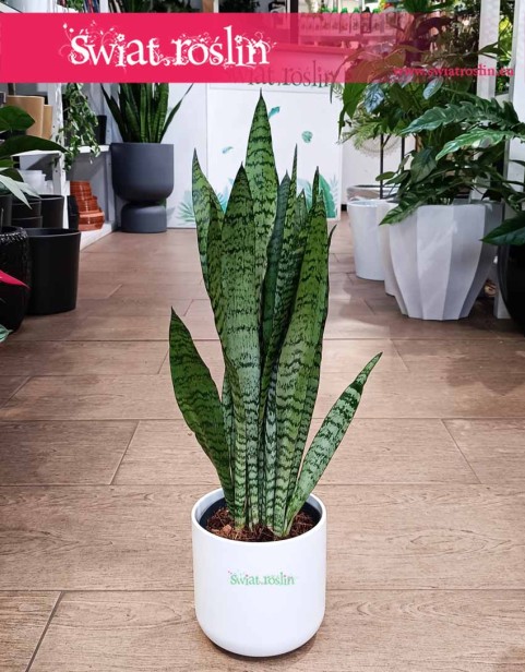 Mała Sansevieria Zeylanica, mała Sansewieria Zeylanica