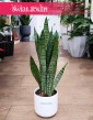 Mała Sansevieria Zeylanica, mała Sansewieria Zeylanica