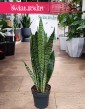 Mała Sansevieria Zeylanica sklep online z rolsinami doniczykowymi z wysyłką, mała Sansewieria Zeylanica