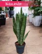 Mała Sansevieria Zeylanica do kupienia w sklepie internetowym online z dostawą, mała Sansewieria Zeylanica