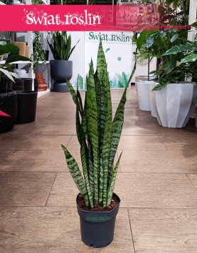 Mała Sansevieria Zeylanica oczyszczająca powietrze i łątwa w uprawie do kupienia online, mała Sansewieria Zeylanica
