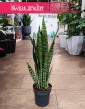 Mała Sansevieria Zeylanica oczyszczająca powietrze i łątwa w uprawie do kupienia online, mała Sansewieria Zeylanica