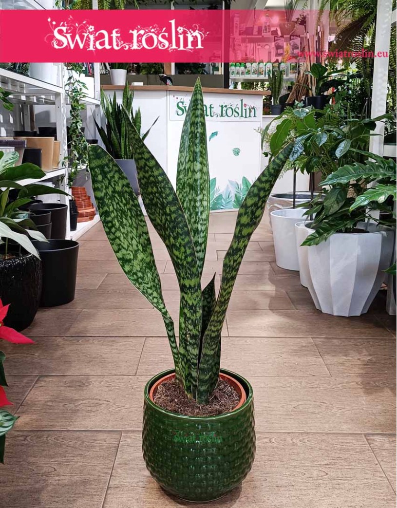 Sansevieria Jamaiquina, Sansewieria Jamajka-Jamaika Jamaiquina