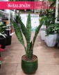 Sansevieria Jamaiquina, Sansewieria Jamajka-Jamaika Jamaiquina