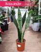 Sansevieria Jamaiquina sklep online z dostawą, Sansewieria Jamajka-Jamaika Jamaiquina