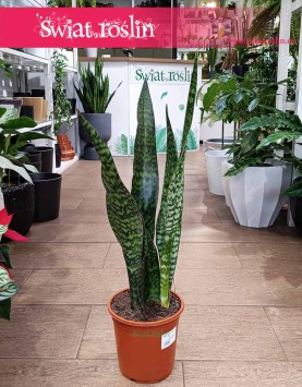 Sansevieria Jamaiquina do kupienia w sklepie internetowym online z dostawą, Sansewieria Jamajka-Jamaika Jamaiquina