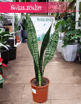 Sansevieria Jamaiquina łatwa w uprawie oczyszczająca powietrze z dostawą, Sansewieria Jamajka-Jamaika Jamaiquina