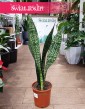 Sansevieria Jamaiquina łatwa w uprawie oczyszczająca powietrze z dostawą, Sansewieria Jamajka-Jamaika Jamaiquina