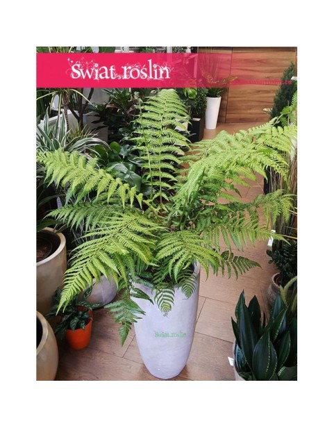 Paproć Drzewiasta, Dicksonia Antarctica 2