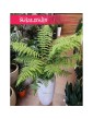 Paproć Drzewiasta, Dicksonia Antarctica 2