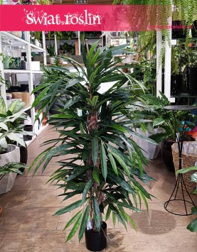 Sztuczny Fikus Wierzbolistny do kupienia online lub stacjonarnie w Krakowie, sztuczny Ficus Longifolia