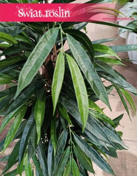 Sztuczny Fikus Wierzbolistny, sztuczny Ficus Longifolia najlepsze wykonanie do kupienia z dostawą