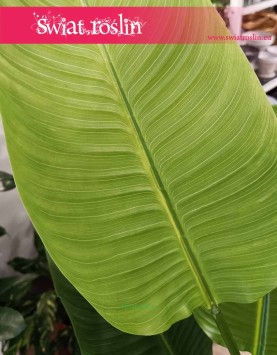 Sztuczna Strelitzia Nicolai do kupienia w sklepie internetowym online z dostawą, Strelicja biała sztuczna