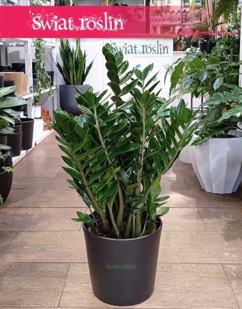 Wielki Zamioculcas Zamiifolia XL, Duży Zamiokulkas Zamiolistny