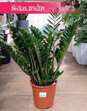 Wielki Zamioculcas Zamiifolia XL do kupienia w Krakowie w najlepszym sklepie z roślinami doniczkowymi, Duży Zamiokulkas