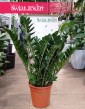 Wielki Zamioculcas Zamiifolia XL, Duży Zamiokulkas Zamiolistny do kupienie internetowo online