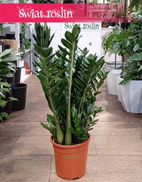 Wielki Zamioculcas Zamiifolia XXL, łatwy w uprawie Duży Zamiokulkas Zamiolistny do biura lub firmy do mieszkania kup online