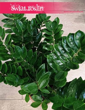 Mało wymagający Wielki Zamioculcas Zamiifolia XXL do kupienia online lub w Krakowie w sklepie z Roślinami, Duży Zamiokulkas