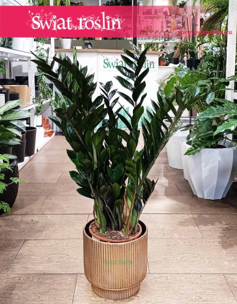 Zamioculcas Zamiifolia Super Nova, Zamiokulkas Zamiolistny Super Nova