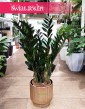 Zamioculcas Zamiifolia Super Nova, Zamiokulkas Zamiolistny Super Nova