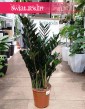 Zamioculcas Zamiifolia Super Nova do kupienia w sklepie internetowym online z dostawą, Zamiokulkas Zamiolistny Super Nova