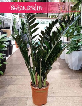 Zamioculcas Zamiifolia Super Nova kup w Krakowie lub online w sklepie Świat Roślin, Zamiokulkas Zamiolistny Super Nova