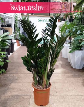 Zamioculcas Zamiifolia Super Nova łatwy w uprawie i oczyszczający powietrze z dostawą ze sklepu,