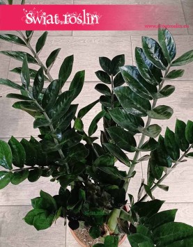 Zamioculcas Zamiifolia Super Nova odporna roślina do początkujących z dostawą ze sklepu, Zamiokulkas Zamiolistny Super Nova