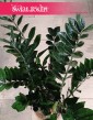 Zamioculcas Zamiifolia Super Nova odporna roślina do początkujących z dostawą ze sklepu, Zamiokulkas Zamiolistny Super Nova