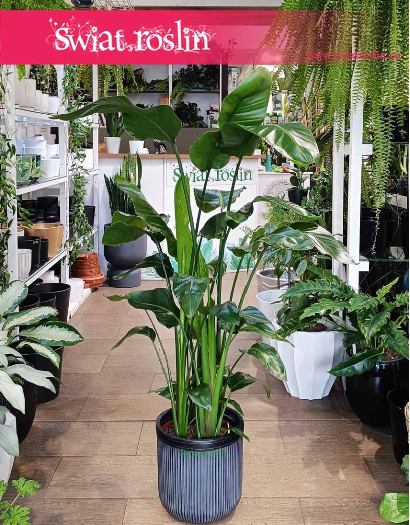 Strelicja Nicolai, Strelitzia Nicolai, Strelicja Biała