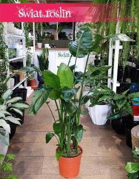 Strelicja Nicolai, Strelitzia Nicolai kup z wysyłką do domu lub biura lub firmy, Strelicja Biała