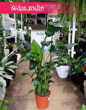 Strelicja Nicolai do kupienia w sklepie internetowym online, Strelitzia Nicolai, Strelicja Biała
