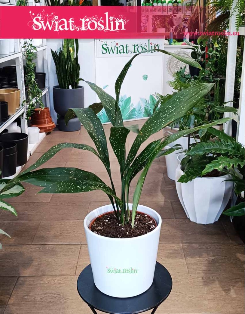 Aspidistra Elatior Milky Way, roślina Żelazny liść, Aspidistra Milky Way
