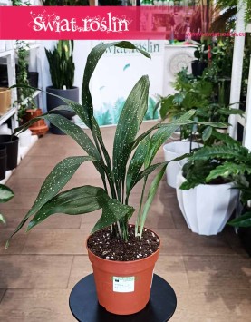 Aspidistra Elatior Milky Way do kupienie w sklepie w Krakowie wysyłka online, roślina Żelazny liść, Aspidistra Milky Way