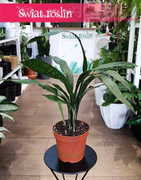 Aspidistra Elatior Milky Way odporna roślina niewymagająca wysyłka do domu, roślina Żelazny liść, Aspidistra Milky Way