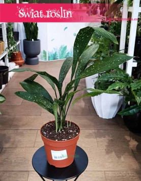 Piękna niewymagająca Aspidistra Elatior Milky Way dostępna online z dostawą, roślina Żelazny liść, Aspidistra Milky Way