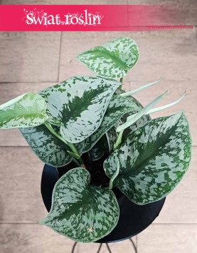 Scindapsus Pictus Trebie do kupienia w Krakowie lub online z dostawą, Scindapsus Pstry